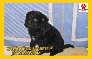 Welpen Mädchen Gretel sucht ihr eigenes Körbchen