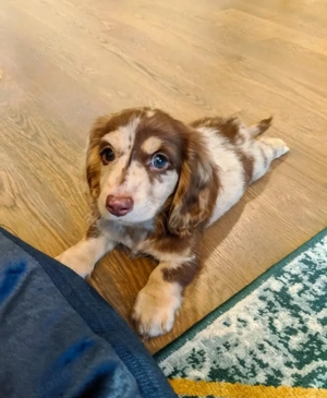 Gut aufgezogene Welpen suchen ein Zuhause für immer