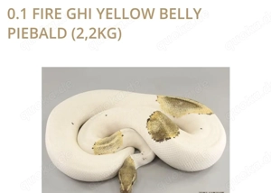 Piebalds Pärchen zu verkaufen