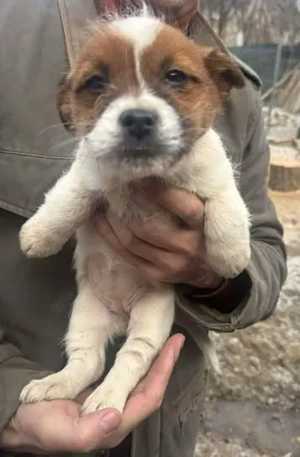 Patsy: Fröhliches Welpenmädel sucht fröhliche Familie