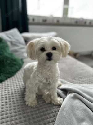 Malteser Mädchen,bald 3 Jahre