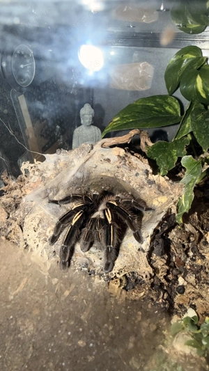 Ephebopus Murinus Weibchen 0.1 1,5 Jahre alt 