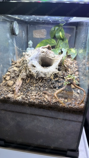 Vogelspinne Ephebopus Murinus Weibchen 0.1 1,5 Jahre alt  Bild 2