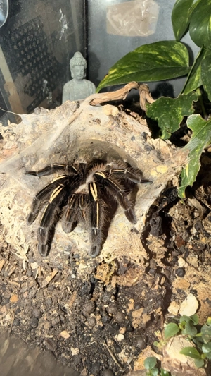 Vogelspinne Ephebopus Murinus Weibchen 0.1 1,5 Jahre alt  Bild 3