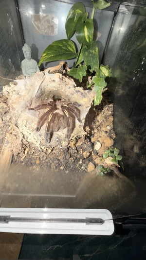 Vogelspinne Ephebopus Murinus Weibchen 0.1 1,5 Jahre alt  Bild 4
