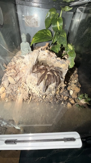 Vogelspinne Ephebopus Murinus Weibchen 0.1 1,5 Jahre alt  Bild 5