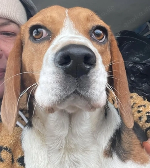 Beagle-Mix NINO - toller Bub und soooo lieb