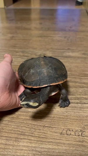 Schildkröte Emydura Subglobosa Ausgewachsen M W Rotbauch Spitzkopf