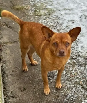 Verlassener Willy sucht warmes Körbchen