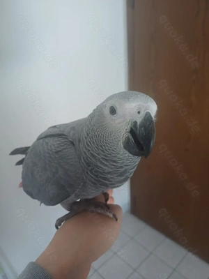 Graupapagei Suche Weibchen!