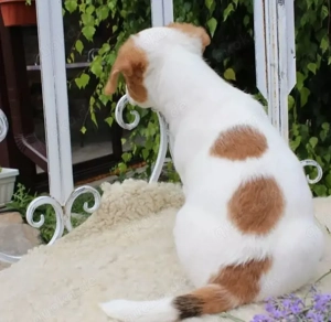 Jack Russell Terrier Welpen