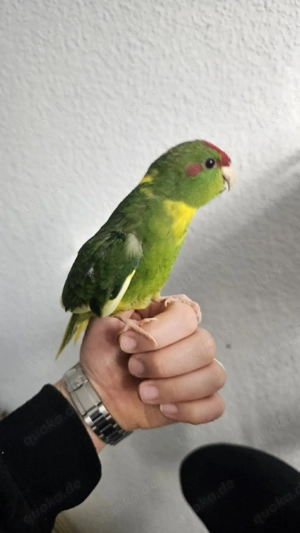 Kakariki - Ziegensittich