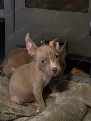 American Pocket Bully Rüde