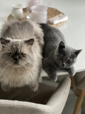 Zwei süße Katzen suchen neues Zuhause