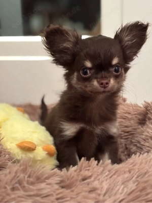 Chihuahua Welpen, 12 Wochen mit Abstammungsnachweis