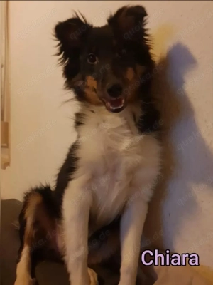 Sheltie Junghündinnen