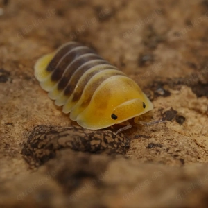 Cubaris sp "jupiter" assel asseln Bodenpolizei isopod isopoda 