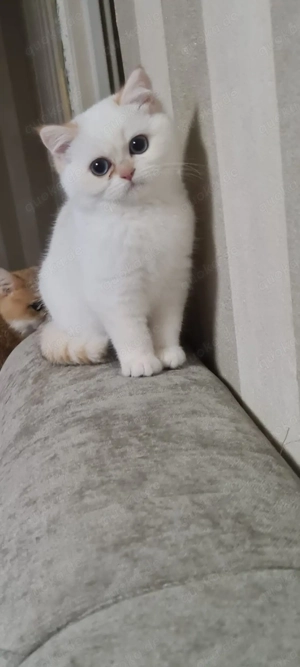 BKH mädchen in point mit Stammbaum