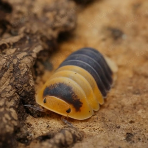 Cubaris sp "bumblebee" assel asseln isopod isopoda Bodenpolizei 
