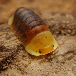 Cubaris sp "rubber ducky" assel asseln isopod isopoda Bodenpolizei 