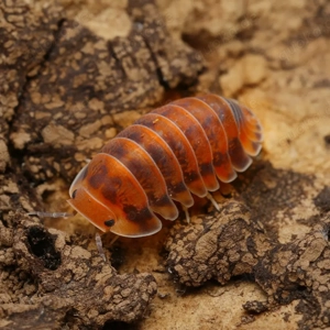 Cubaris sp "red pak chong" assel asseln Bodenpolizei isopod isopoda 
