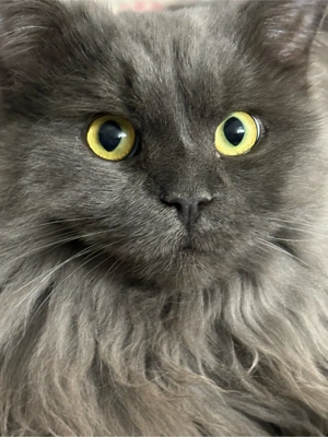 2 Ragdoll Kater 11 Monate kastriert