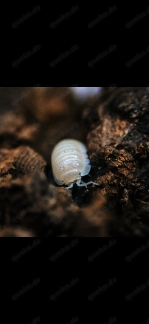 Armadillidium granulatum "white pearl" assel asseln Bodenpolizei isopod isopoda 