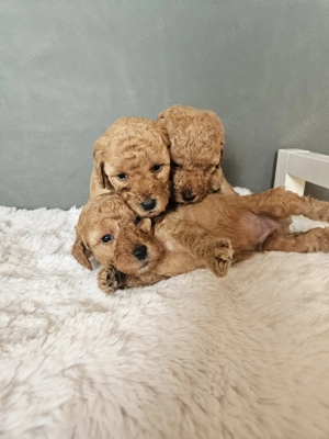 Kleinpudelwelpen Pudelwelpen Kleinpudel Pudel Red Apricot