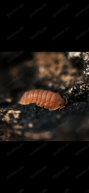 Cubaris murina "mandarin" asseln assel isopod isopoda