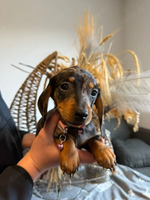 Wunderschöne dackelwelpen 