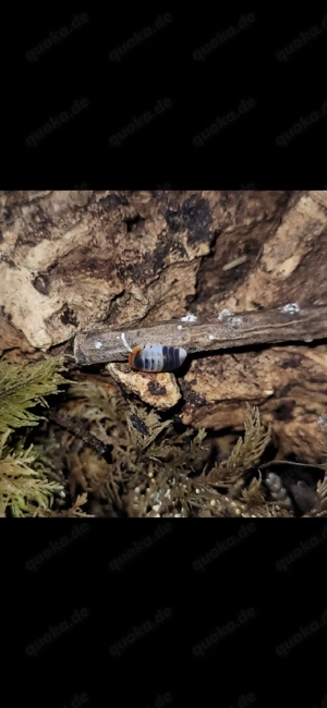 Cubaris sp "white shark" assel asseln isopod isopoda