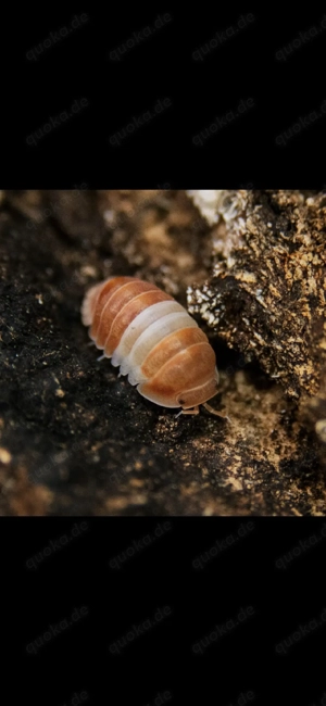 Cubaris sp "panda king orange" assel asseln isopod isopoda 