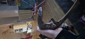 Steppenwaran jungtier Tausch gegen Teju