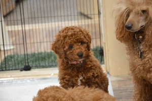 Kleine Maus zum Verlieben: Bezauberndes Zwergpudel-Mädchen in Hell sucht ihr Glück