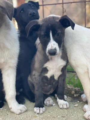 Ariel, a.d.Tierschutz, sucht Happy-Home 