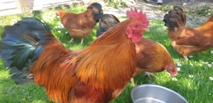 Bruteier von Zwerg New Hampshire  in Ausstellungs  Qualität 