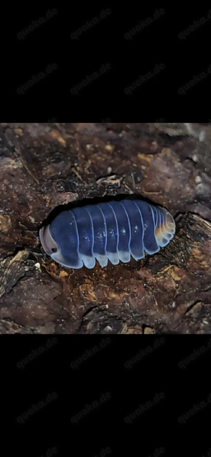 Cubaris sp "pak chong" assel asseln isopod isopoda 