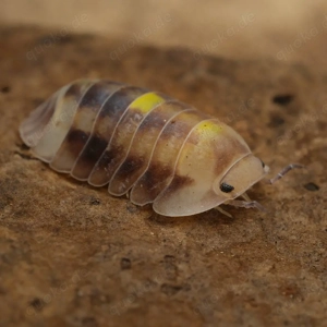 Cubaris sp "amber firefly" assel asseln Bodenpolizei isopod isopoda 
