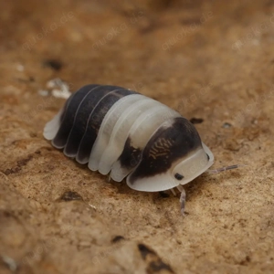 Cubaris sp "cappu cream" assel asseln Bodenpolizei isopod isopoda 