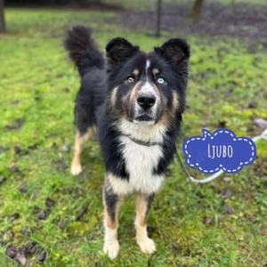 Ljubo, unglaublich hübscher Husky Collie Mix