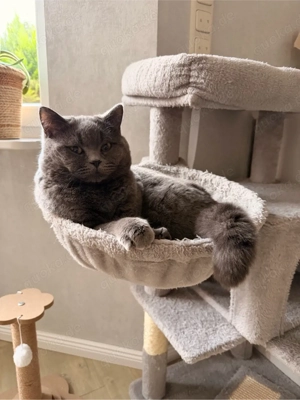 Deckkater (kein Verkauf) Bild 3