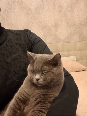 Deckkater (kein Verkauf) Bild 4