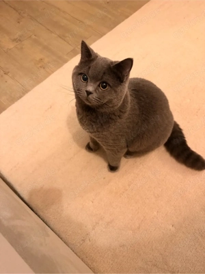 Deckkater (kein Verkauf) Bild 2