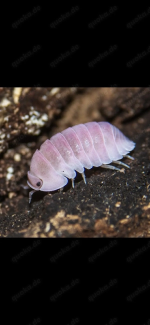 Cubaris sp "cherry blossom" assel asseln Bodenpolizei isopod isopoda rosa blüte 