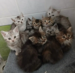 BKH Mix Kitten in Gerolstein