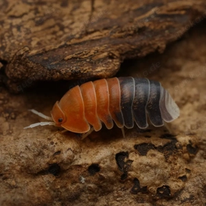 Cubaris sp "daxin tricolor" assel asseln Bodenpolizei isopod isopoda 