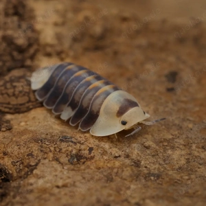 Cubaris sp "white head ducky" assel asseln Bodenpolizei isopod isopoda 