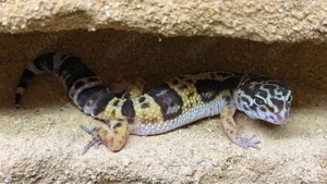 Leopardgecko 0.1 Tremper Albino