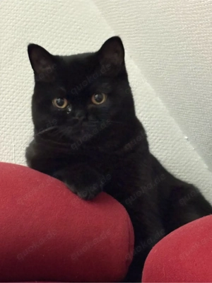    Lieber schwarzer Kater sucht neues Zuhause   
