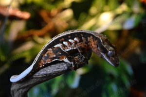 Poss. 1.0 Kronengecko Tricolor 